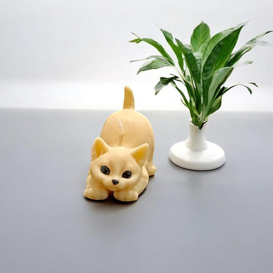 Gatto